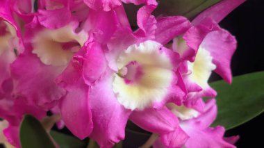 Koyu yeşil yapraklı canlı pembe ve beyaz Dendrobium orkidelerinin yakın görüntüsü.