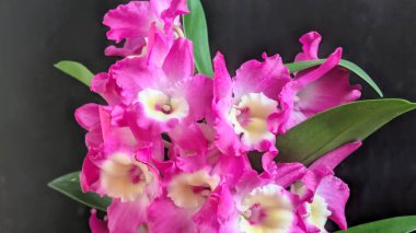 Koyu yeşil yapraklı canlı pembe ve beyaz Dendrobium orkidelerinin yakın görüntüsü.