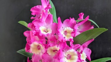 Koyu yeşil yapraklı canlı pembe ve beyaz Dendrobium orkidelerinin yakın görüntüsü.
