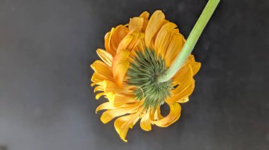 canlı sarı Gerbera papatya, yeşil sapı vurguluyor ve koyu arkaplana karşı karmaşık frenler (dahil).