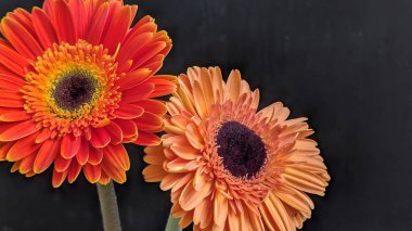 İki Gerbera papatyasını koyu bir arka planda yakın plan görüntüsü