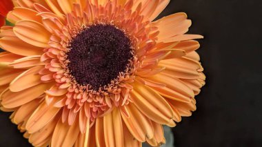 Gerbera papatyasının koyu arkaplanda izole edilmiş canlı görüntüsü