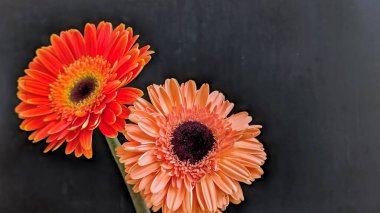 İki Gerbera papatyasını koyu bir arka planda yakın plan görüntüsü