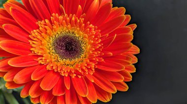 Gerbera papatyasının koyu arkaplanda izole edilmiş canlı görüntüsü