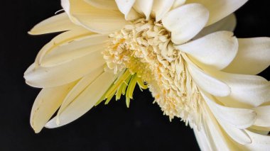 Karanlık arka planda izole edilmiş canlı beyaz bir Gerbera papatyasının yakın görüntüsü