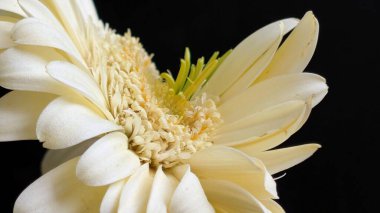 Karanlık arka planda izole edilmiş canlı beyaz bir Gerbera papatyasının yakın görüntüsü