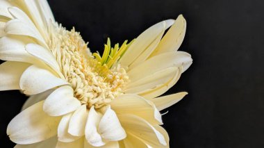Karanlık arka planda izole edilmiş canlı beyaz bir Gerbera papatyasının yakın görüntüsü