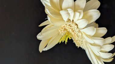 Karanlık arka planda izole edilmiş canlı beyaz bir Gerbera papatyasının yakın görüntüsü