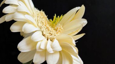 Karanlık arka planda izole edilmiş canlı beyaz bir Gerbera papatyasının yakın görüntüsü