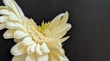 Karanlık arka planda izole edilmiş canlı beyaz bir Gerbera papatyasının yakın görüntüsü