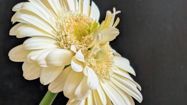 Karanlık arka planda izole edilmiş canlı beyaz bir Gerbera papatyasının yakın görüntüsü