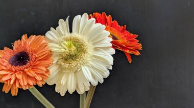 İki güzel Gerbera papatyasını koyu bir arka planda yakın plan görüntüsü