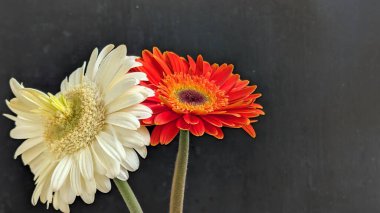 İki güzel Gerbera papatyasını koyu bir arka planda yakın plan görüntüsü