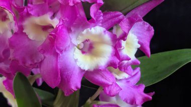 Koyu yeşil yapraklı canlı pembe ve beyaz Dendrobium orkidelerinin yakın görüntüsü.