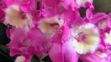 Koyu yeşil yapraklı canlı pembe ve beyaz Dendrobium orkidelerinin yakın görüntüsü.
