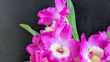 Koyu yeşil yapraklı canlı pembe ve beyaz Dendrobium orkidelerinin yakın görüntüsü.