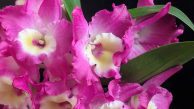 Koyu yeşil yapraklı canlı pembe ve beyaz Dendrobium orkidelerinin yakın görüntüsü.