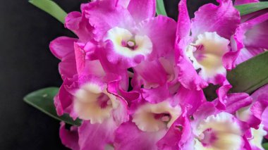 Koyu yeşil yapraklı canlı pembe ve beyaz Dendrobium orkidelerinin yakın görüntüsü.