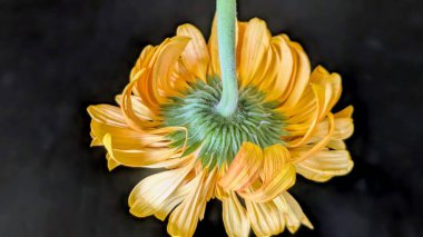 canlı sarı Gerbera papatya, yeşil sapı vurguluyor ve koyu arkaplana karşı karmaşık frenler (dahil).