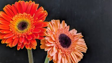 İki güzel Gerbera papatyasını koyu bir arka planda yakın plan görüntüsü