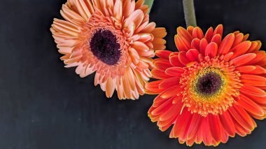 İki güzel Gerbera papatyasını koyu bir arka planda yakın plan görüntüsü