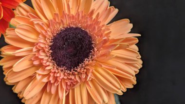 İki güzel Gerbera papatyasını koyu bir arka planda yakın plan görüntüsü