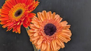 İki güzel Gerbera papatyasını koyu bir arka planda yakın plan görüntüsü