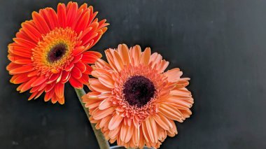 İki güzel Gerbera papatyasını koyu bir arka planda yakın plan görüntüsü