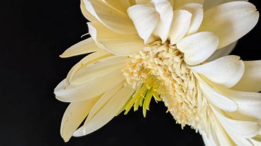 Karanlık arka planda izole edilmiş canlı beyaz bir Gerbera papatyasının yakın görüntüsü
