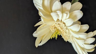 Karanlık arka planda izole edilmiş canlı beyaz bir Gerbera papatyasının yakın görüntüsü