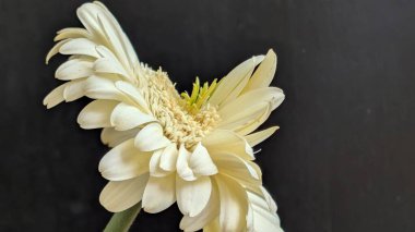 Karanlık arka planda izole edilmiş canlı beyaz bir Gerbera papatyasının yakın görüntüsü