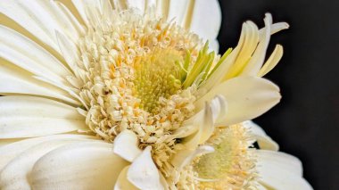 Karanlık arka planda izole edilmiş canlı beyaz bir Gerbera papatyasının yakın görüntüsü