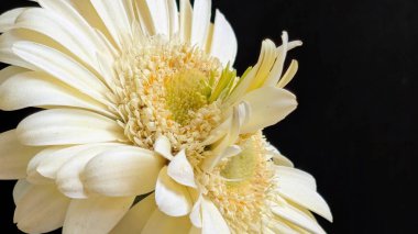 Karanlık arka planda izole edilmiş canlı beyaz bir Gerbera papatyasının yakın görüntüsü