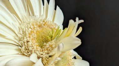 Karanlık arka planda izole edilmiş canlı beyaz bir Gerbera papatyasının yakın görüntüsü