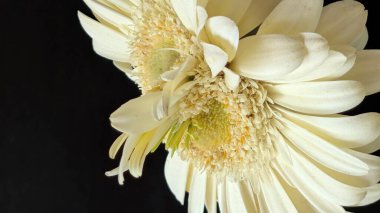 Karanlık arka planda izole edilmiş canlı beyaz bir Gerbera papatyasının yakın görüntüsü