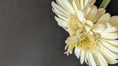 Karanlık arka planda izole edilmiş canlı beyaz bir Gerbera papatyasının yakın görüntüsü