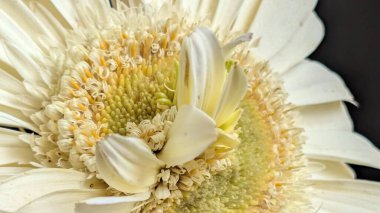 Karanlık arka planda izole edilmiş canlı beyaz bir Gerbera papatyasının yakın görüntüsü