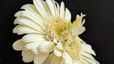 Karanlık arka planda izole edilmiş canlı beyaz bir Gerbera papatyasının yakın görüntüsü