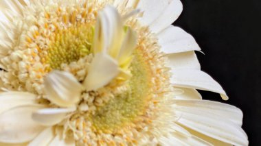 Karanlık arka planda izole edilmiş canlı beyaz bir Gerbera papatyasının yakın görüntüsü