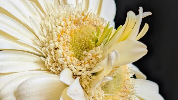 Karanlık arka planda izole edilmiş canlı beyaz bir Gerbera papatyasının yakın görüntüsü