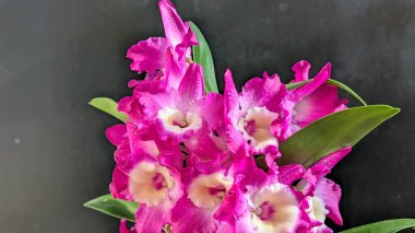 Canlı, pembe ve beyaz Dendrobium orkidelerinin koyu arkaplan üzerine kurulmuş yemyeşil yapraklı görüntüsünü kapat.
