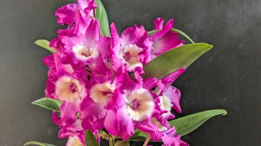 Canlı, pembe ve beyaz Dendrobium orkidelerinin koyu arkaplan üzerine kurulmuş yemyeşil yapraklı görüntüsünü kapat.