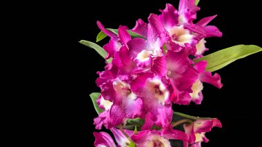 Koyu yeşil yapraklı canlı pembe ve beyaz Dendrobium orkidelerinin yakın görüntüsü.