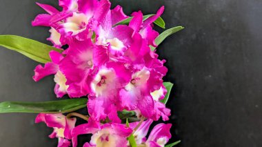 Koyu yeşil yapraklı canlı pembe ve beyaz Dendrobium orkidelerinin yakın görüntüsü.
