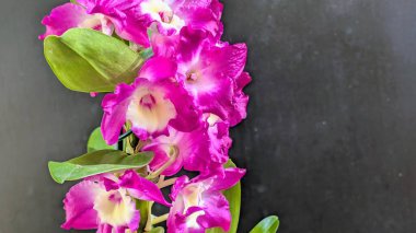 Koyu yeşil yapraklı canlı pembe ve beyaz Dendrobium orkidelerinin yakın görüntüsü.