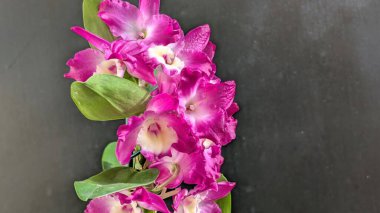 Koyu yeşil yapraklı canlı pembe ve beyaz Dendrobium orkidelerinin yakın görüntüsü.
