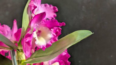 Koyu yeşil yapraklı canlı pembe ve beyaz Dendrobium orkidelerinin yakın görüntüsü.