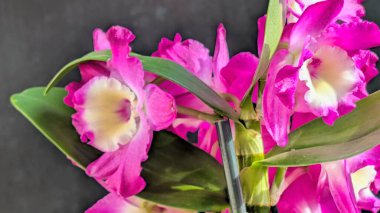 Koyu yeşil yapraklı canlı pembe ve beyaz Dendrobium orkidelerinin yakın görüntüsü.