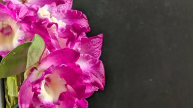 Koyu yeşil yapraklı canlı pembe ve beyaz Dendrobium orkidelerinin yakın görüntüsü.