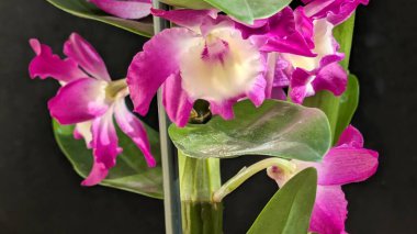 Koyu yeşil yapraklı canlı pembe ve beyaz Dendrobium orkidelerinin yakın görüntüsü.